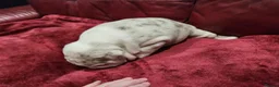 English Bulldog dogs for sale: 🐾Gorgeous British Bulldog Puppies - Boy & Girl💜 - Advert 14