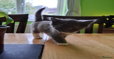 Mixed Breed cats - Advert 15