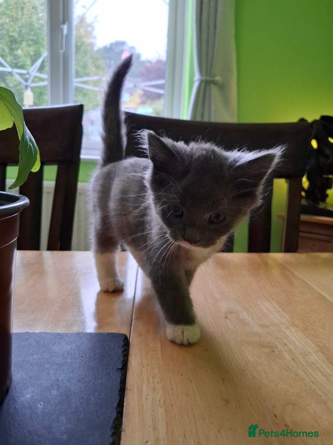 Mixed Breed cats for sale: 2 Male 8 week old kittens  - Image 3