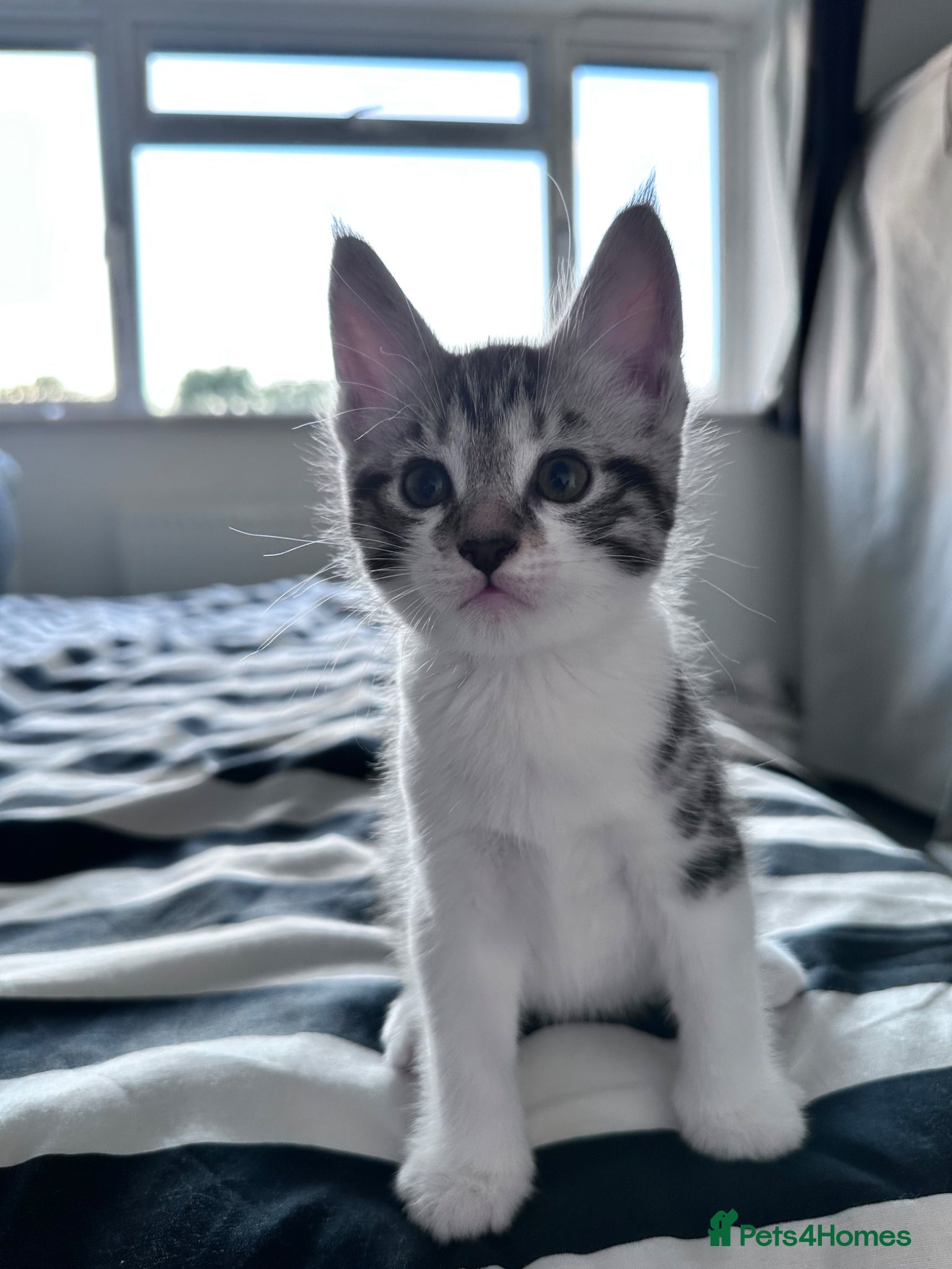 Maine Coon cats for sale: 3 beautiful Maine coon/ Mix boy kittens left  - Advert 4