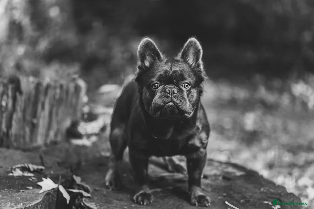 French Bulldog dogs for stud: 🔥🔥 PROVEN L1 & L4 BLUE VISUAL FLUFFY STUD 🔥🔥 in Feltham - Advert 11