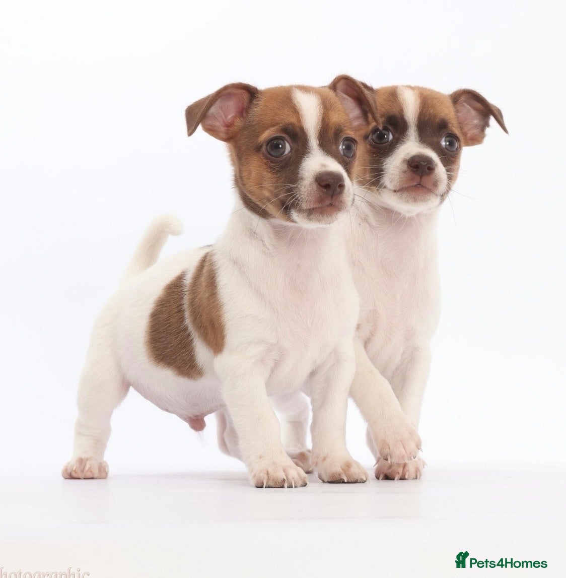 Jack Russell dogs Adorable mini Jack Russell babies  - Advert 1