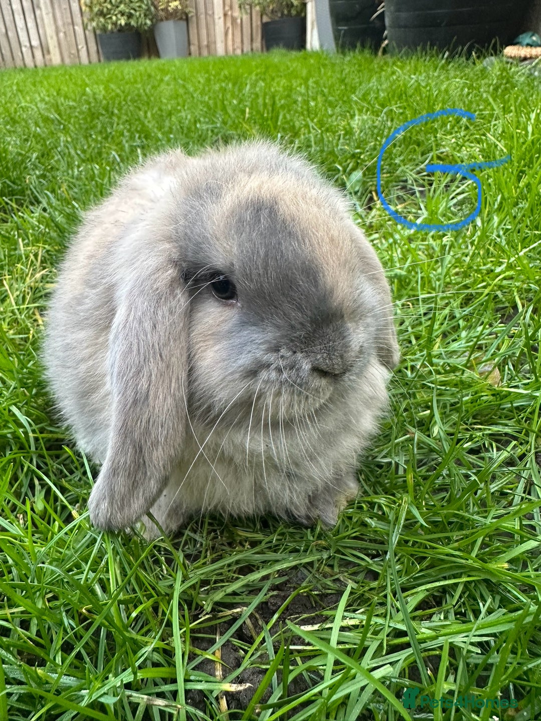Mini Lop rabbits for sale: Mini Lop Rabbits For Sale  - Advert 4