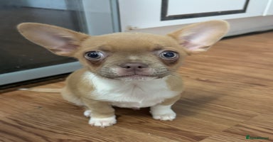 Mixed Breed dogs - Advert 13