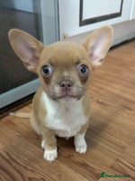 Mixed Breed dogs - Advert 13