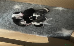 Mixed Breed cats for sale: 3 beautiful kittens available  - Image 2