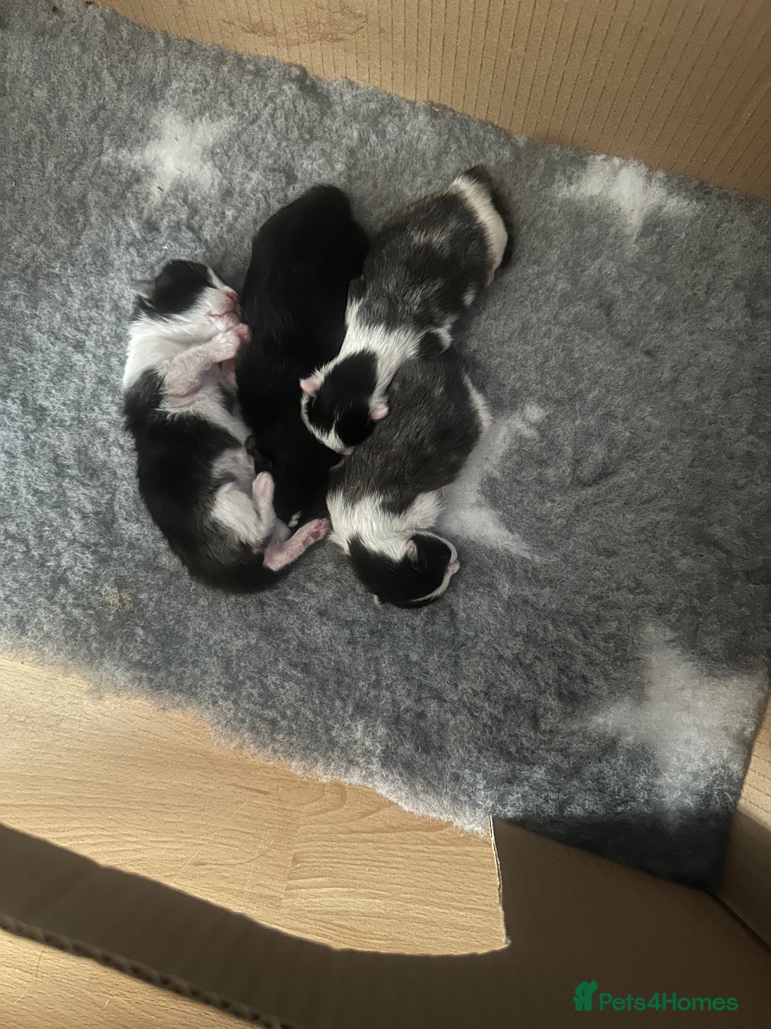 Mixed Breed cats for sale: 3 beautiful kittens available  - Image 2