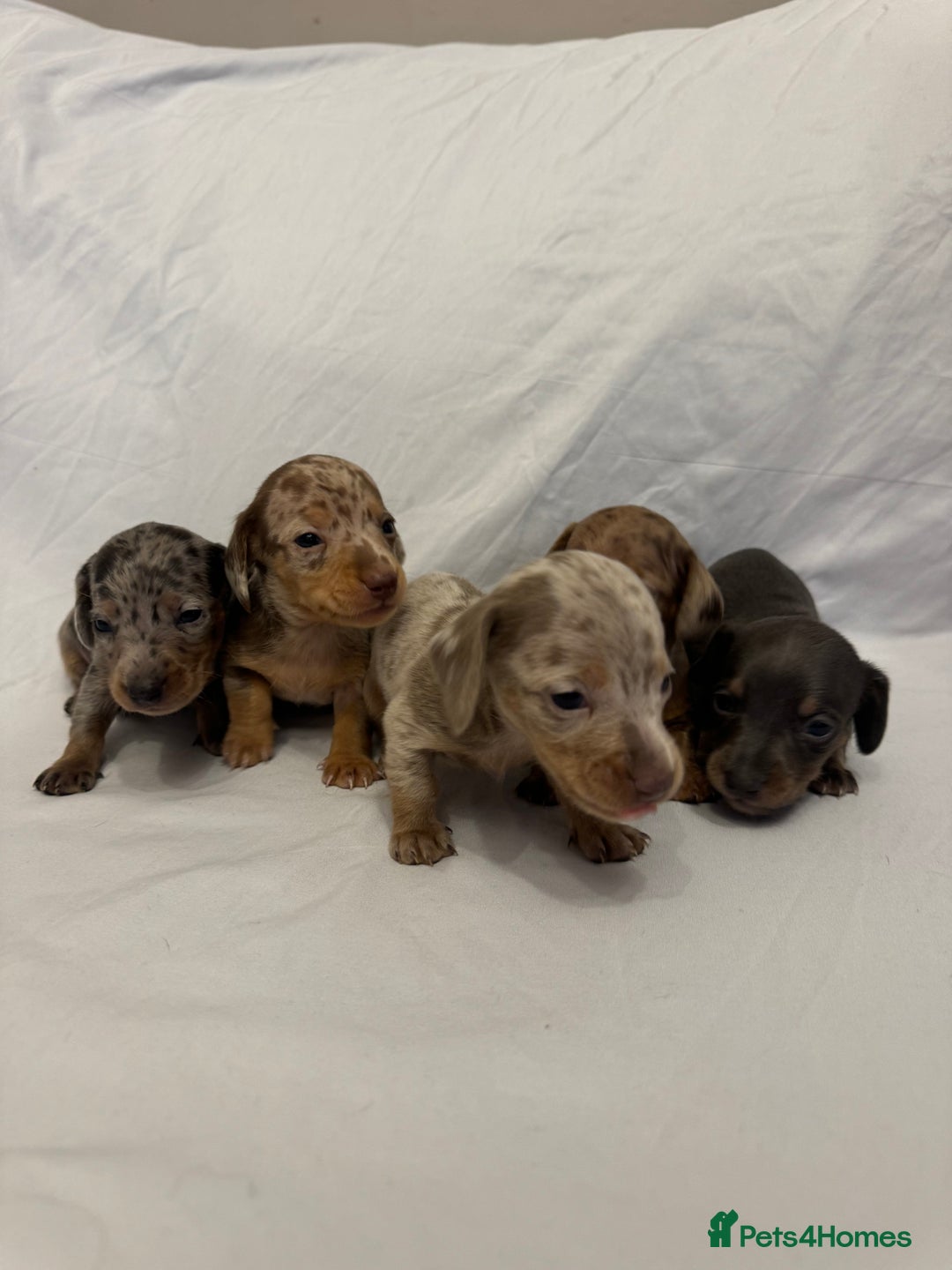 Miniature Dachshund dogs for sale: Miniature Dachshunds Available - Advert 6