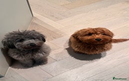 Mixed Breed dogs for sale: Puppies looking for a loving family  - Image 14