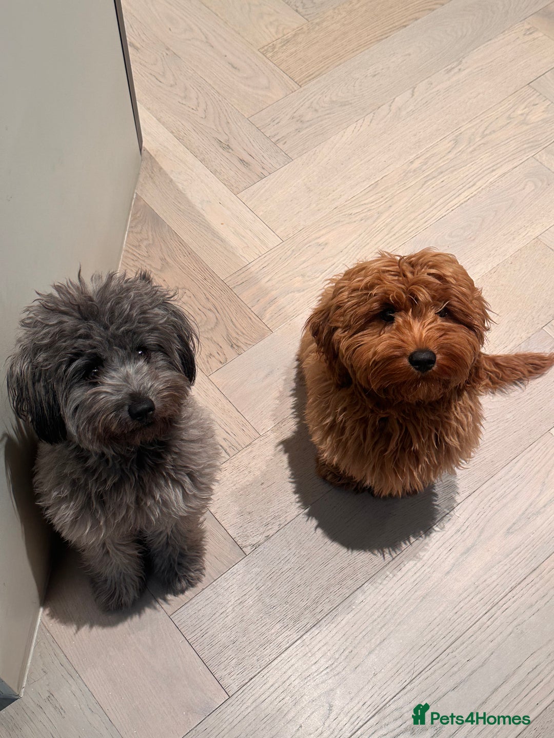 Mixed Breed dogs for sale: Puppies looking for a loving family  - Image 14