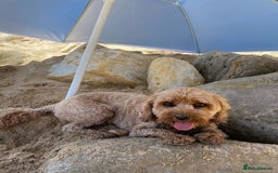 Cavapoo dogs for sale: DNA Health Tested Cavapoos  - Image 21