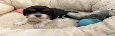 Cavalier King Charles Spaniel 3