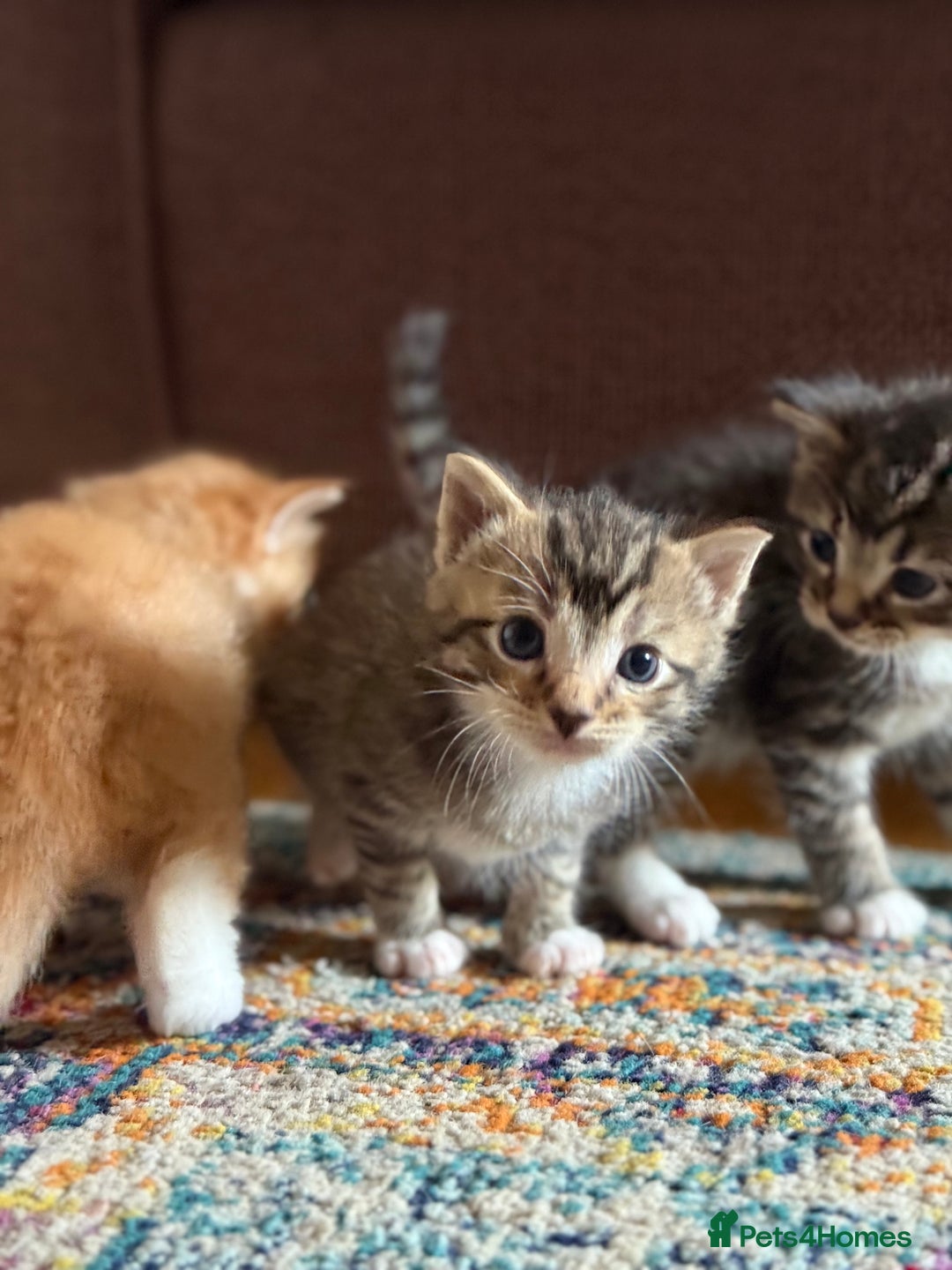British Shorthair cats for sale: Male&Female British short hair kitten - Image 8