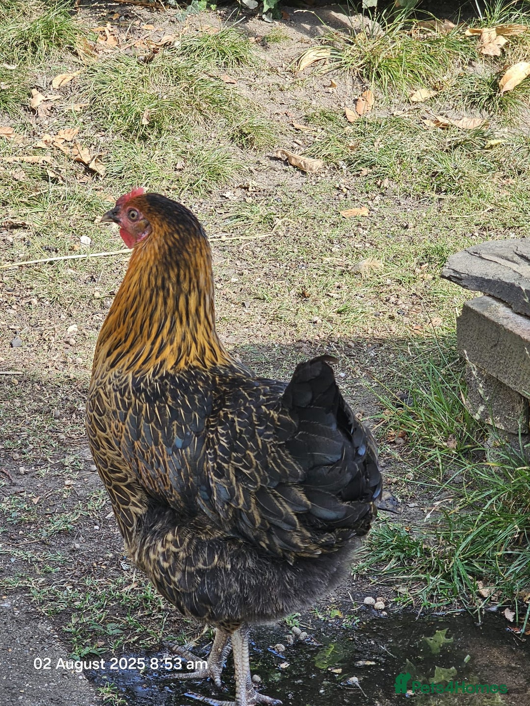 Chickens poultry for sale: 2x Rhode Rock Hens For Sale - Image 3