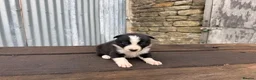 Border Collie dogs for sale: ISDS registered pups from amazing lines - Advert 7