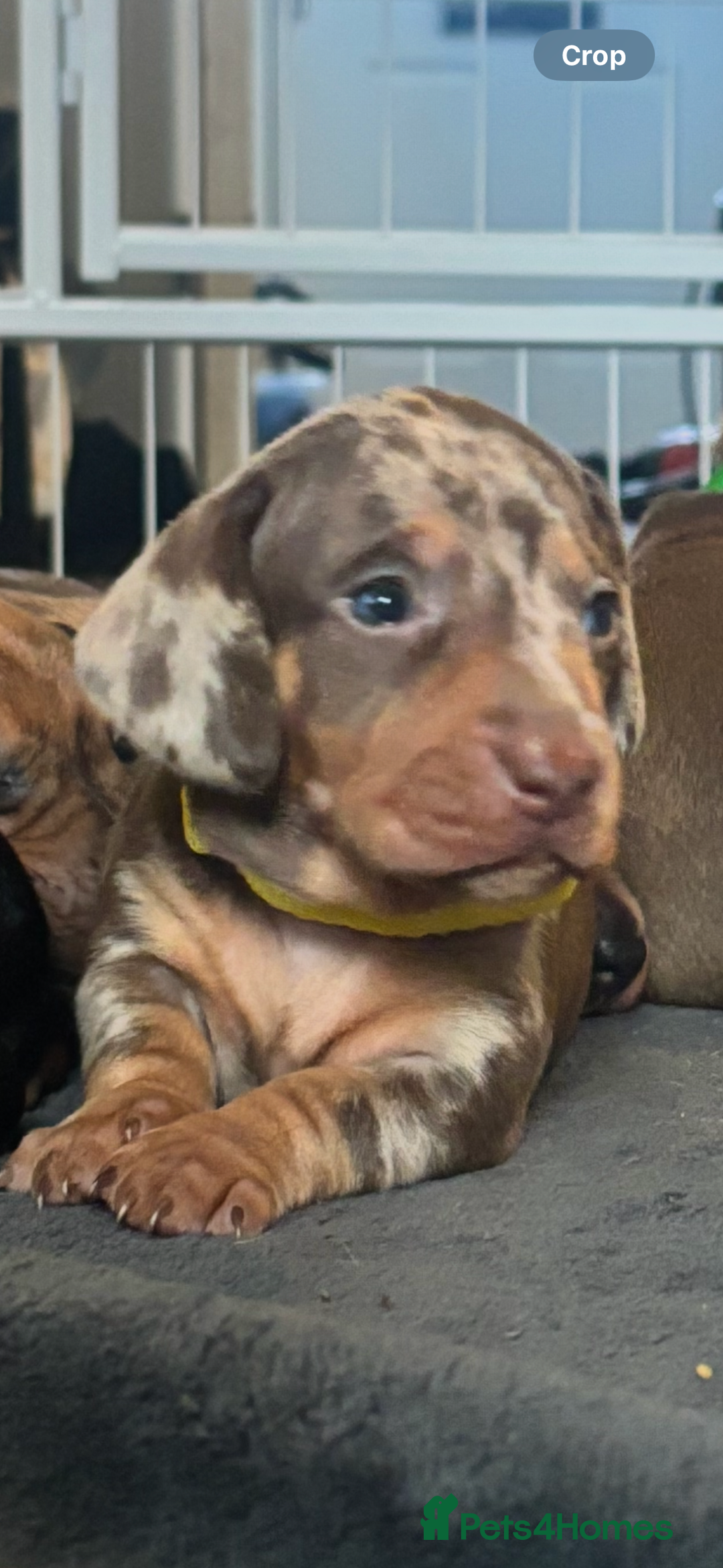 Miniature Dachshund dogs for sale: Beautiful dachshund puppy’s  - Image 16