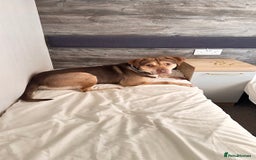 Mixed Breed dogs for adoption: Beautiful family dog - Image 4