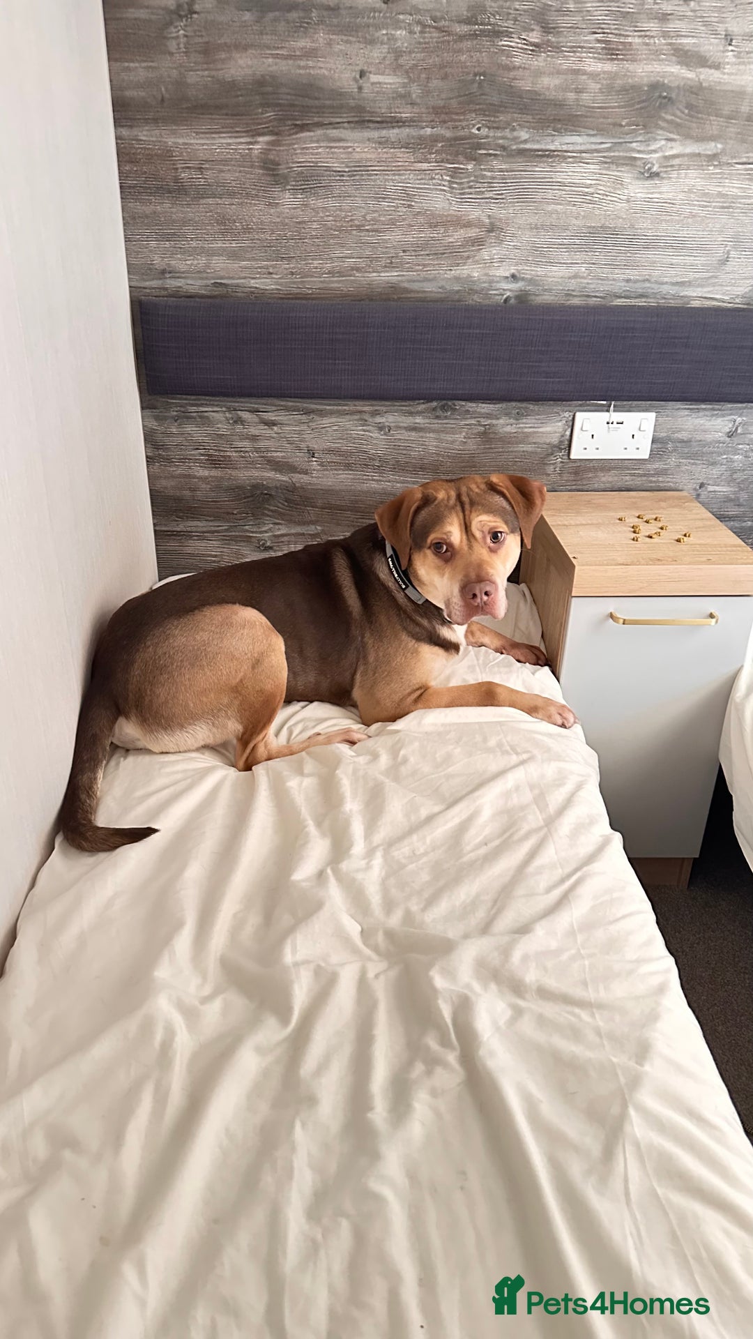 Mixed Breed dogs for adoption: Beautiful family dog - Image 4