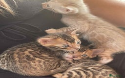 Bengal cats for sale: Bengal boy ready for reservation  - Image 3