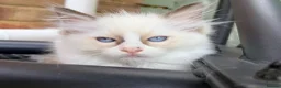 Ragdoll cats for sale: GCCF Ragdoll Kittens Championlines  - Advert 3