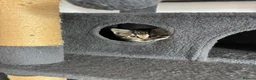 Mixed Breed cats for sale: Gorgeous tabby kittens  - Advert 3