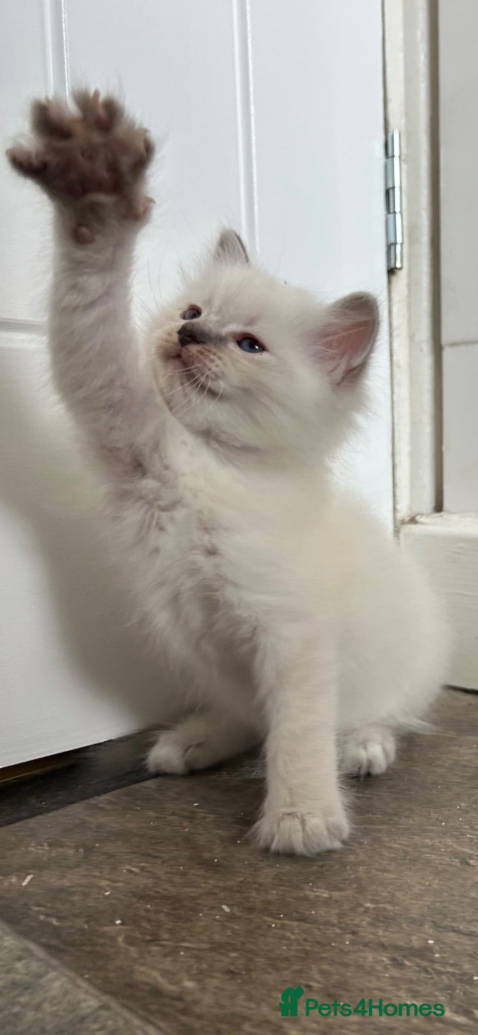 Ragdoll cats Blue eyed ragdoll male  - Advert 2
