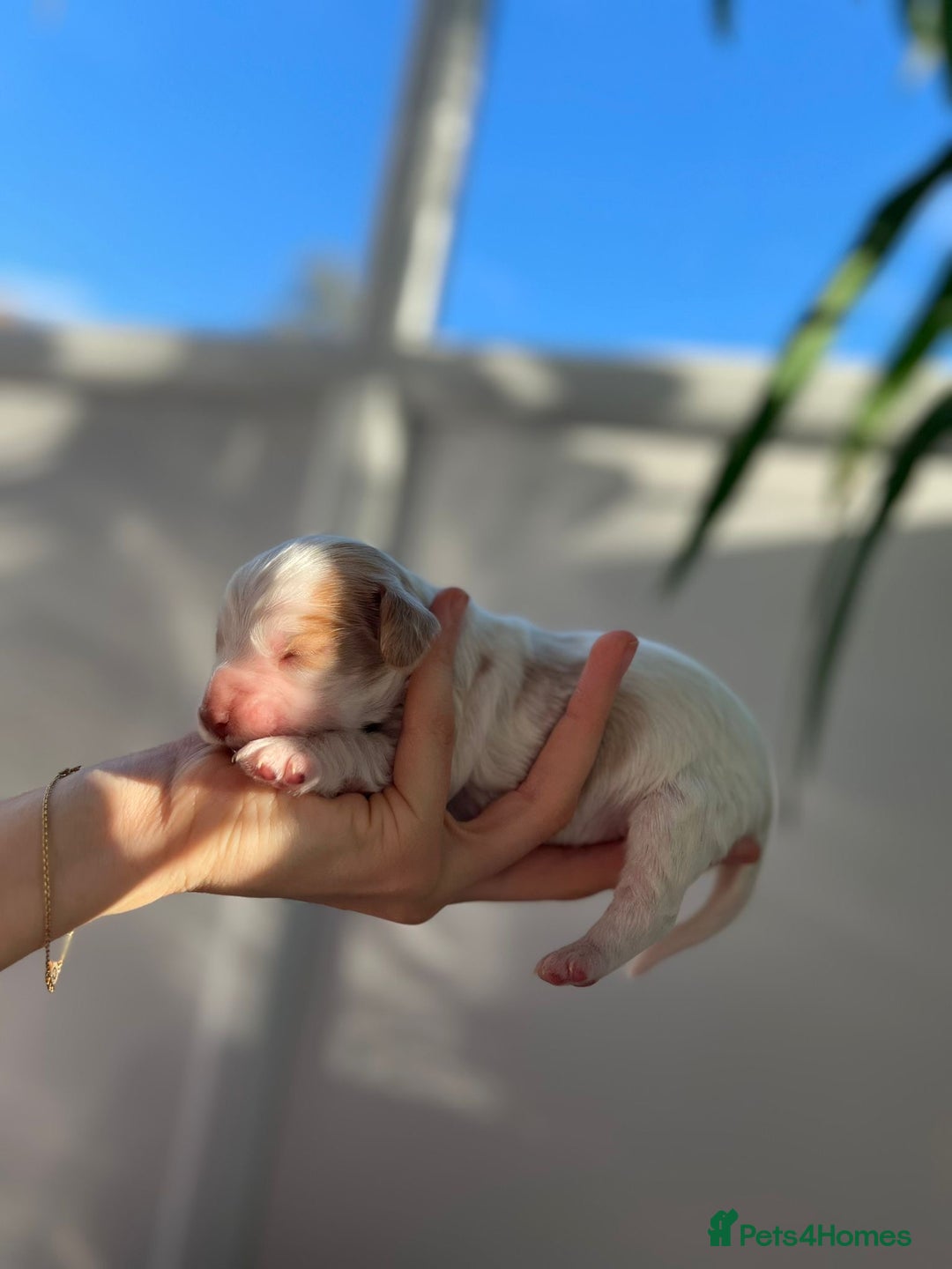 Cocker Spaniel dogs for sale: Show Type Cocker Spaniels. - Advert 15