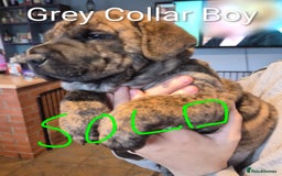 Mixed Breed dogs for sale: Ready to leave 3 Girls Left Shar-Pei x Chow pups  - Image 25
