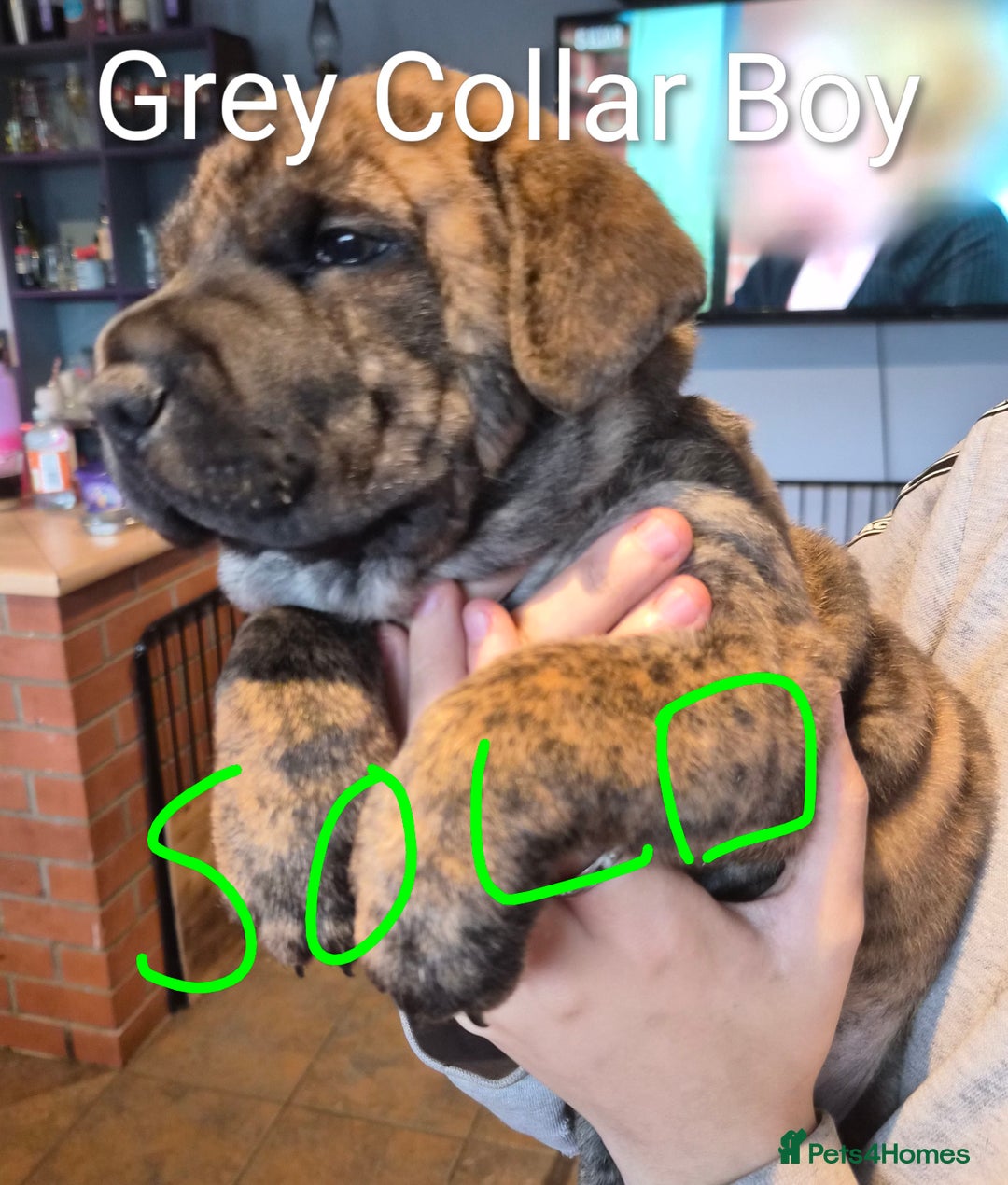 Mixed Breed dogs for sale: Ready to leave 3 Girls Left Shar-Pei x Chow pups  - Image 25