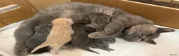 British Shorthair cats for sale: Blue torte chunky British sh kittens TICA - Advert 18