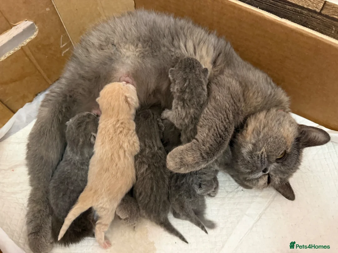 British Shorthair cats for sale: Blue torte chunky British sh kittens TICA - Advert 18