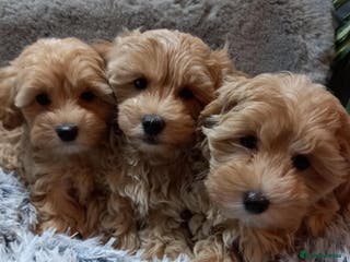 Maltipoo dogs Beautiful F1 Puppies for Sale! - Advert 1