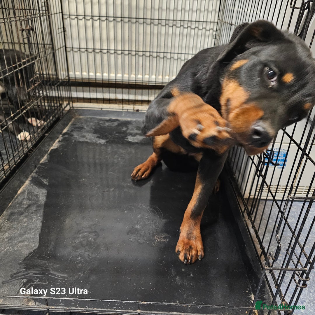 Rottweiler dogs for sale: 6 month old female rottweiler  - Advert 4
