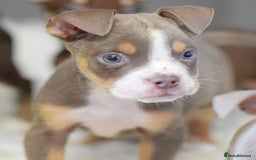 Old Tyme Bulldog dogs for sale: Why Settle for Less? 5⭐️Rated, 23 Years Experience - Image 16