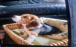 Beagle dogs for sale: (5th gen) pure pedigree beagle puppy - Image 17