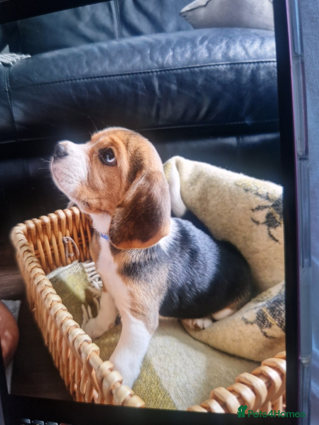 Beagle dogs for sale: (5th gen) pure pedigree beagle puppy - Image 17