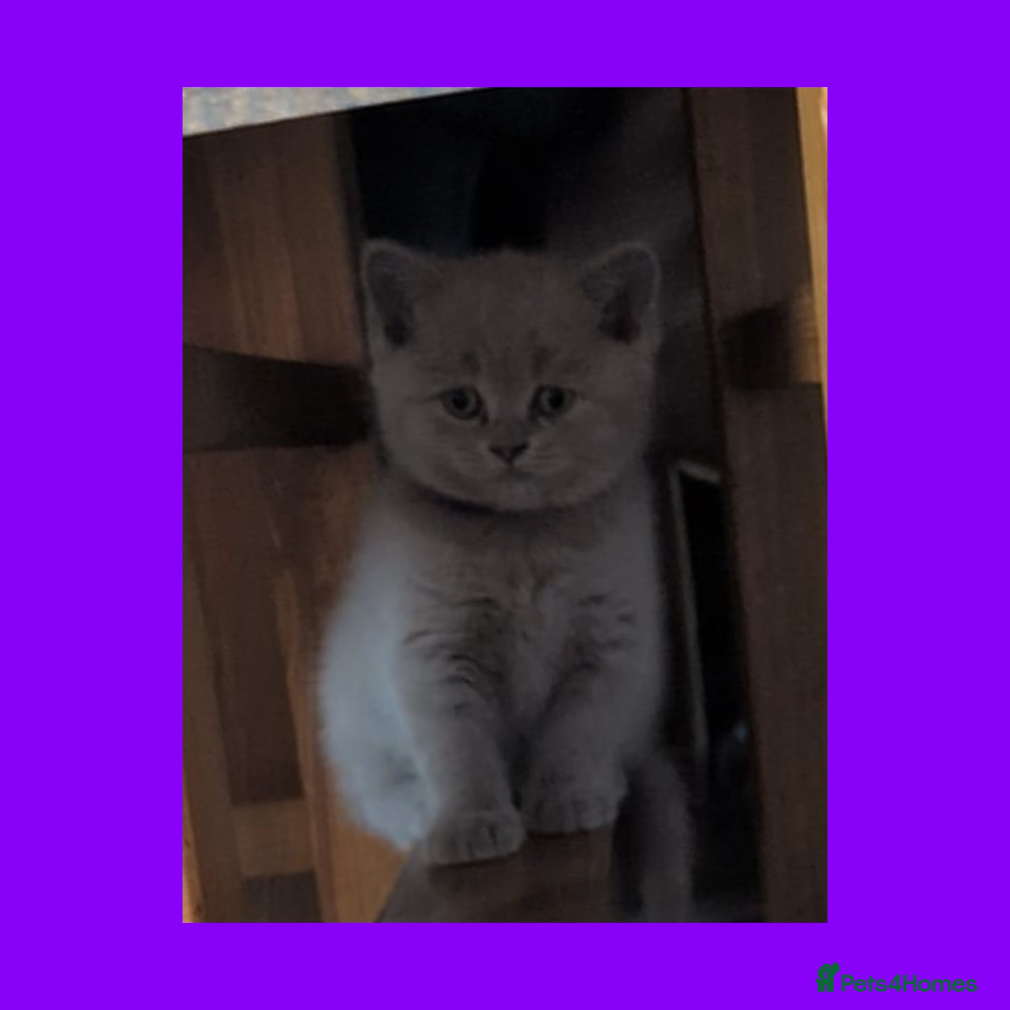British Shorthair cats 5 Stunning Lilac Shorthair Kittens For Sale - Advert 2