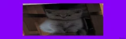 British Shorthair cats for sale: Stunning Lilac British Shorthair Kittens For Sale - Advert 24