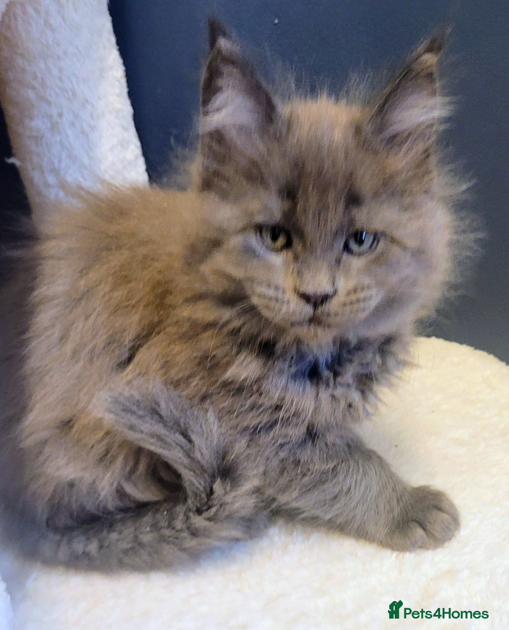 Maine Coon cats STUNNING Maine Coon Registered kittens - Advert 2