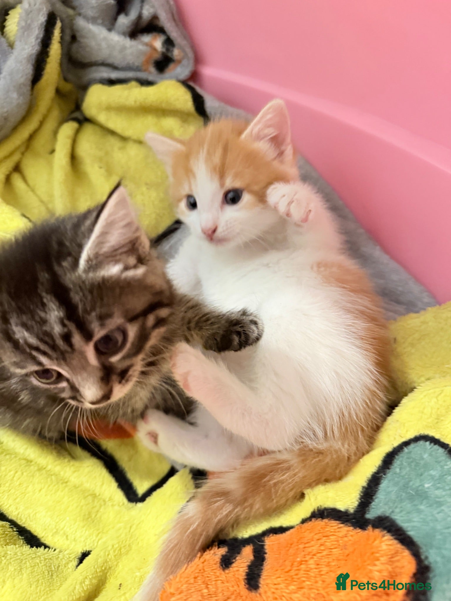 Mixed Breed cats white & orange kitten and tabby black and grey  - Advert 9