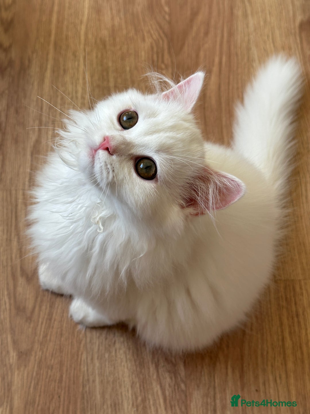 British Shorthair cats for sale: Gorgeous British Longhair & Shorthair Kittens - Advert 3