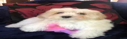 Maltipoo dogs for sale: Maltipoo puppies for sale  - Advert 37