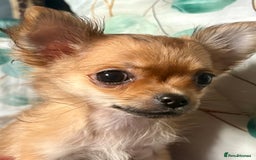 Chihuahua dogs for sale: REDUCED last long hair female pup. - Image 13