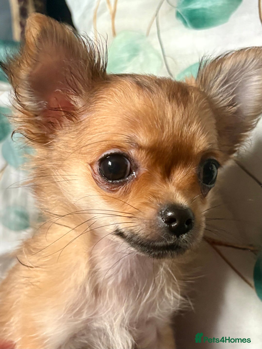 Chihuahua dogs for sale: REDUCED last long hair female pup. - Image 13