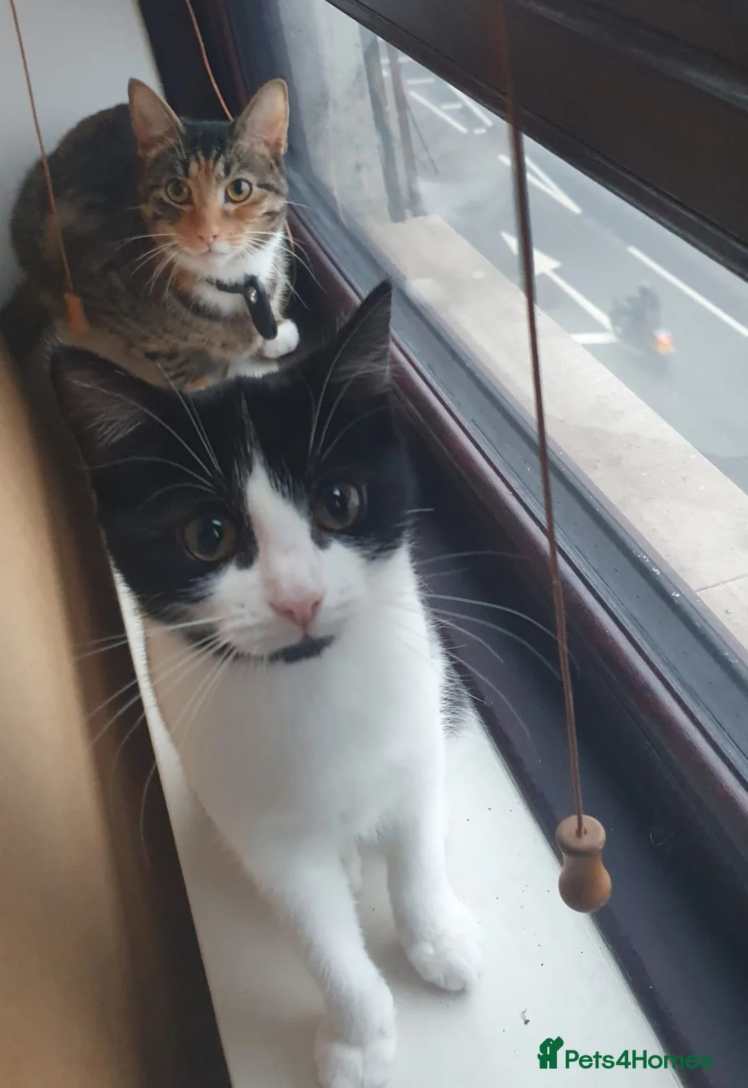 Mixed Breed cats for sale: Adorable Short-Hair /Mix - Advert 7