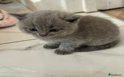 British Shorthair cats for sale: Short British hair kittens cross Scottish fold. - Image 10