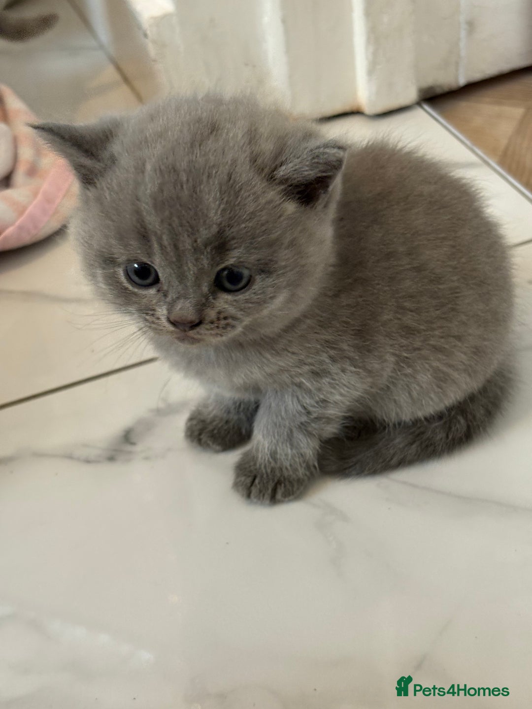 British Shorthair cats for sale: Short British hair kittens cross Scottish fold. - Image 10