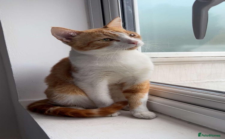 Domestic Shorthair cats - Advert 11
