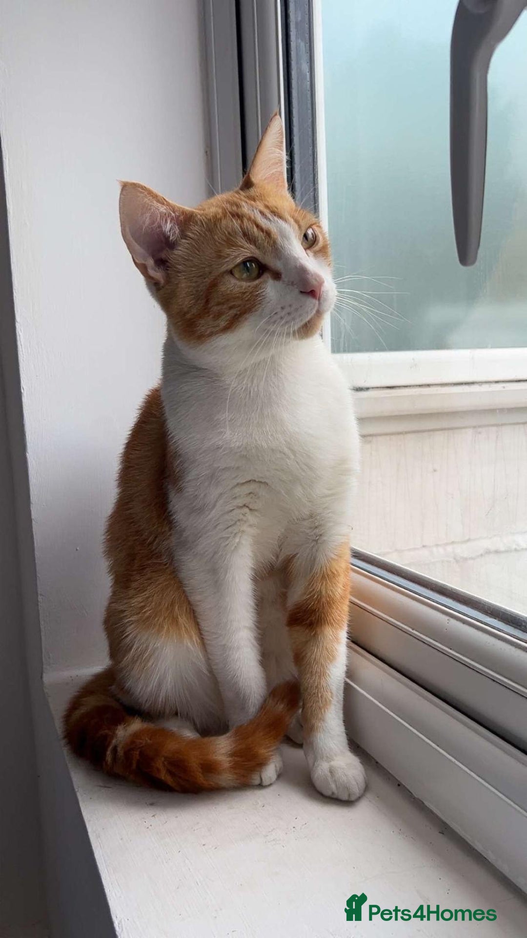 Domestic Shorthair cats for sale: Playful & Affectionate Cat free to good home - Image 1