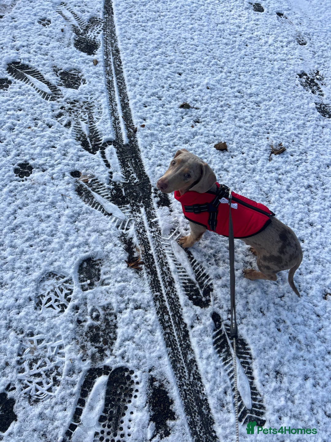 Dachshund dogs for sale: Miniature Dachshund  - Advert 4